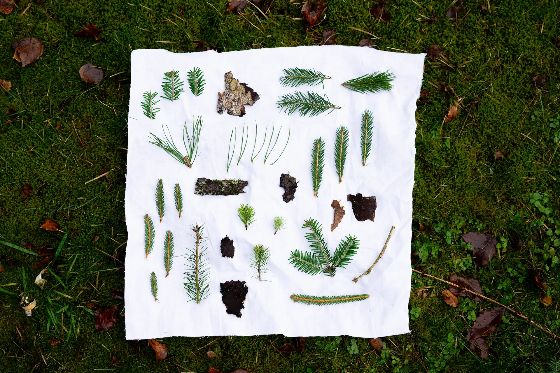 Field Guide
